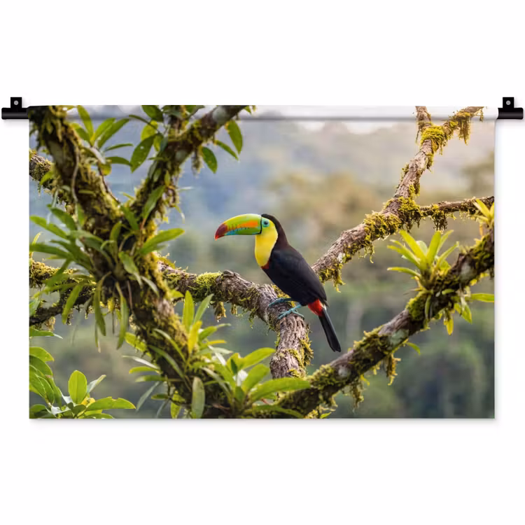 Wandkleed - Toekan - Jungle - Natuur - Kleurrijk — 1