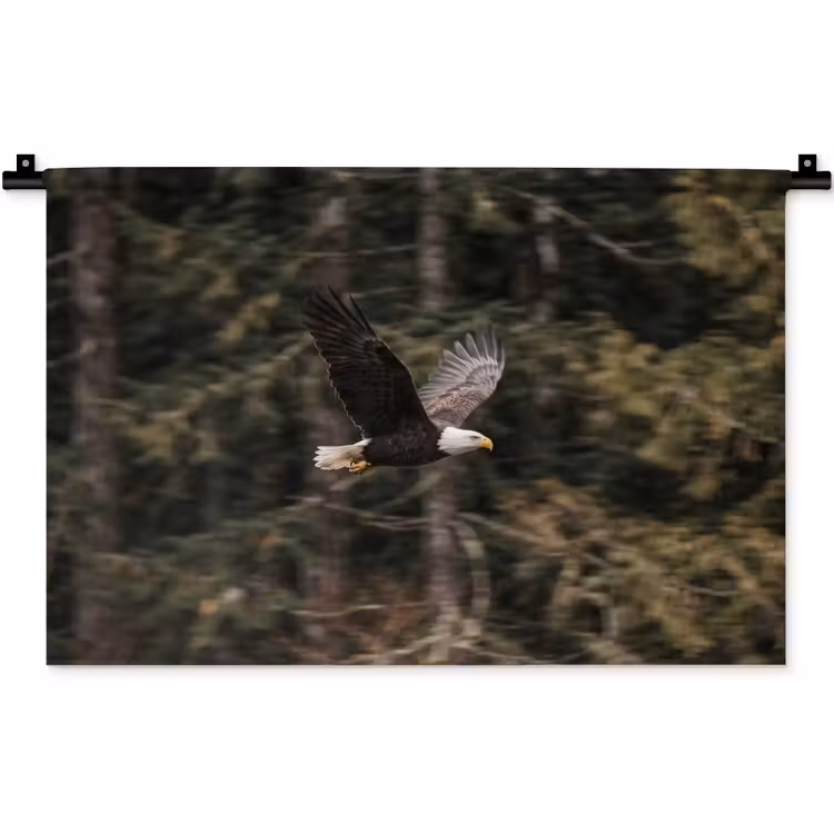 Wandkleed - Zeearend - Vliegen - Bos - Natuur — 1