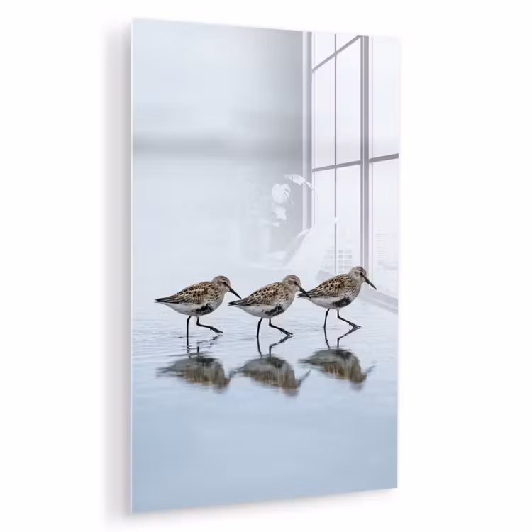 Glas schilderij - Vogels - Water - Grijs — 1