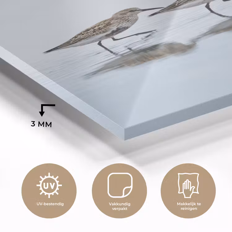 Glas schilderij - Vogels - Water - Grijs — 3