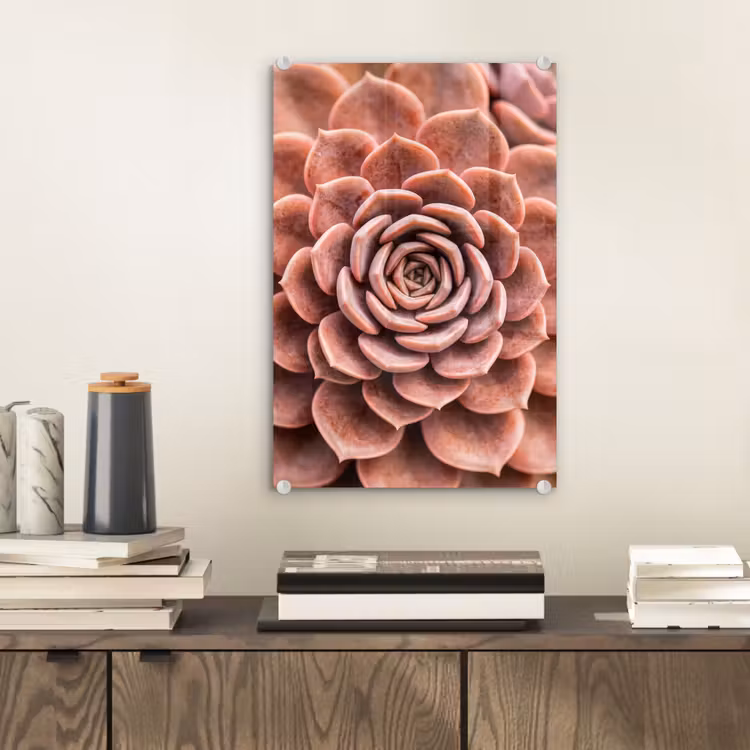 Glas schilderij - Vetplant - Organisch - Roze — 2