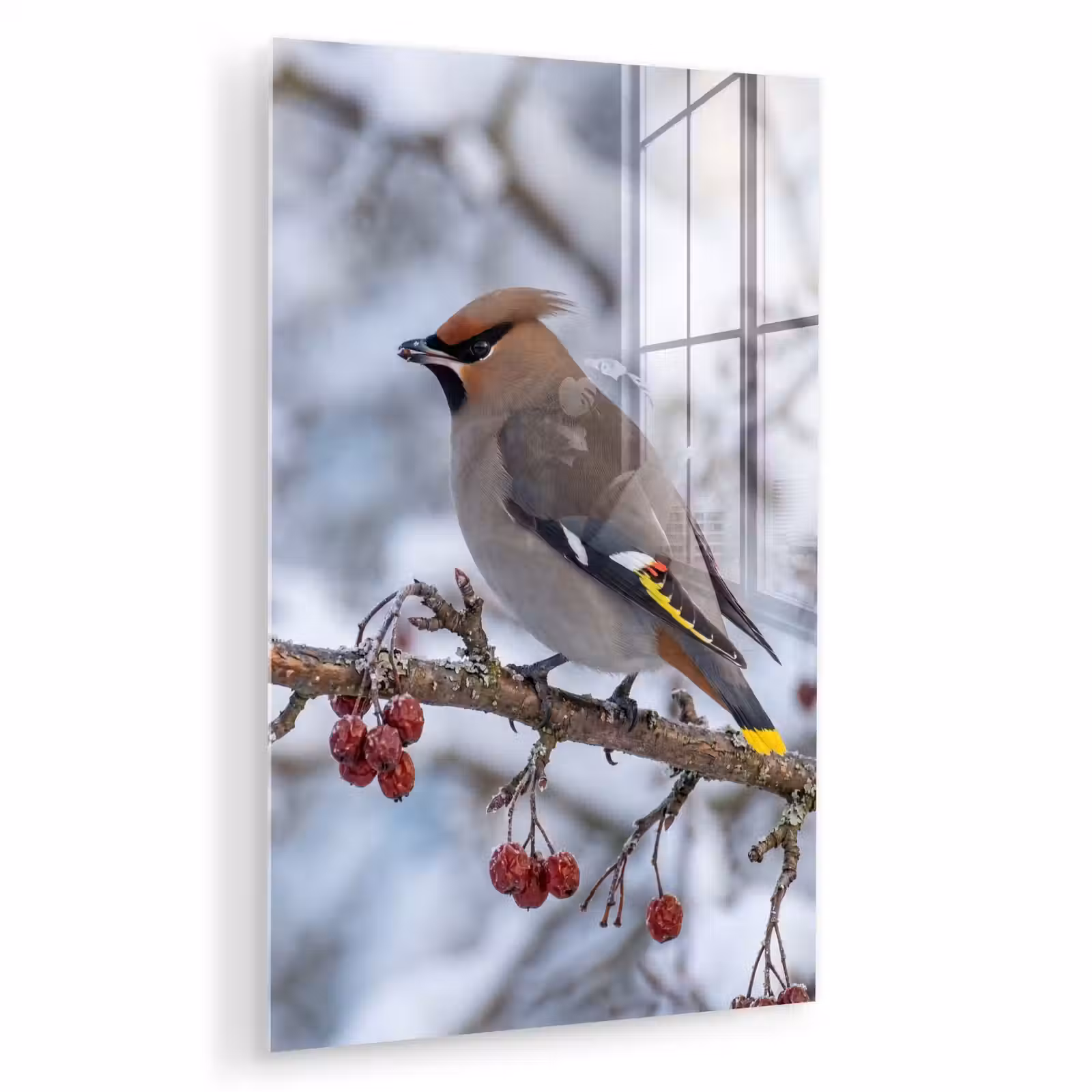 Glas schilderij - Pestvogel - Bessen - Winter - Natuur — 1