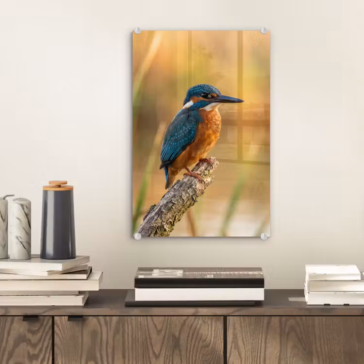 Glas schilderij - IJsvogel - Tak - Water - Kleurrijk - Levendig — 2