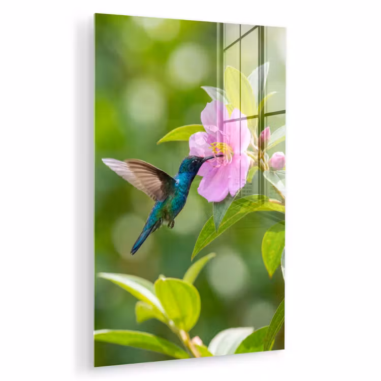 Glas schilderij - Kolibrie - Bloem - Natuur - Groen — 1