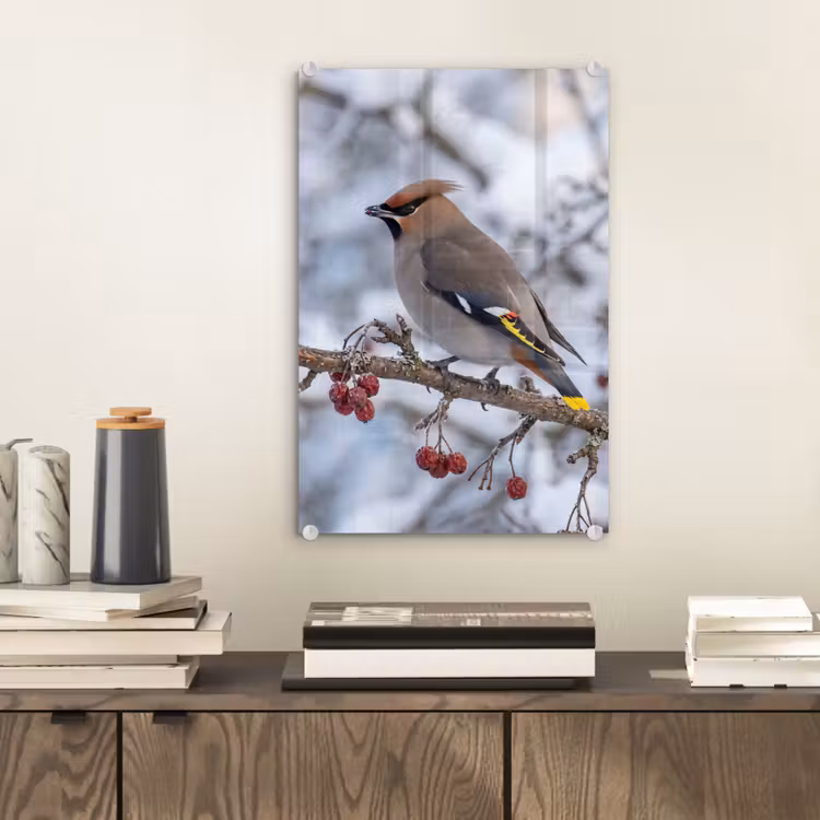 Glas schilderij - Pestvogel - Bessen - Winter - Natuur — 2