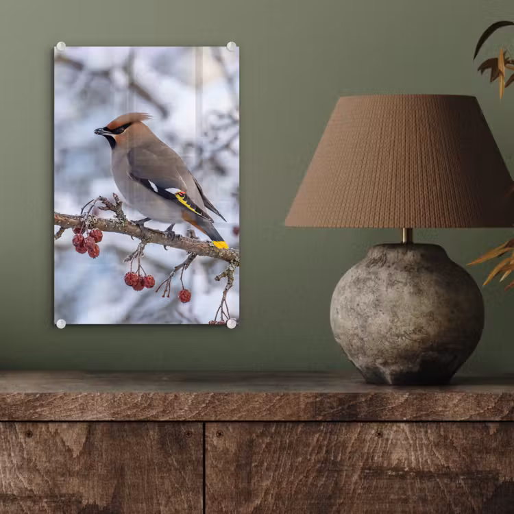 Glas schilderij - Pestvogel - Bessen - Winter - Natuur — 4