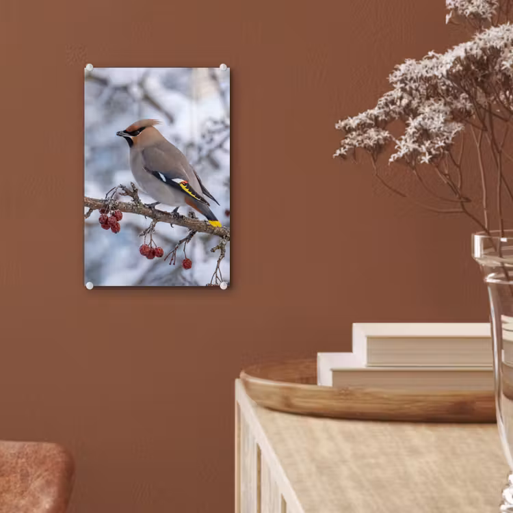 Glas schilderij - Pestvogel - Bessen - Winter - Natuur — 6