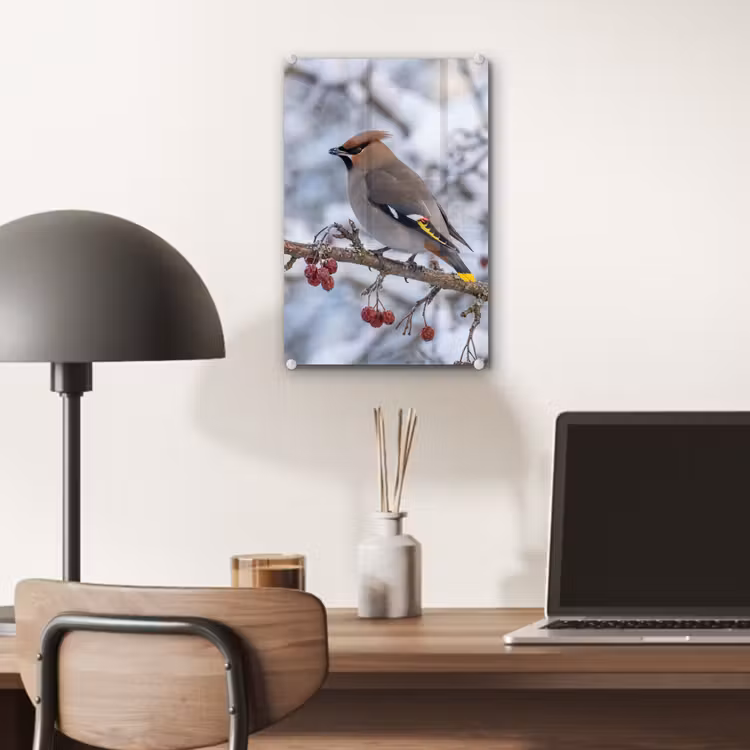 Glas schilderij - Pestvogel - Bessen - Winter - Natuur — 7