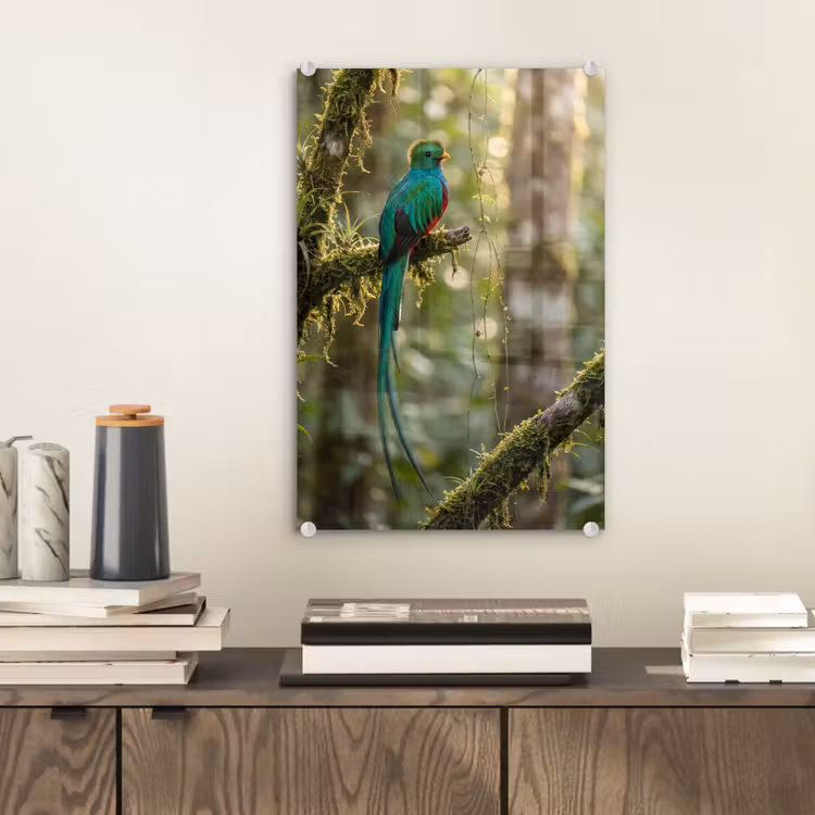 Glas schilderij - Quetzal - Jungle - Natuur - Groen — 2