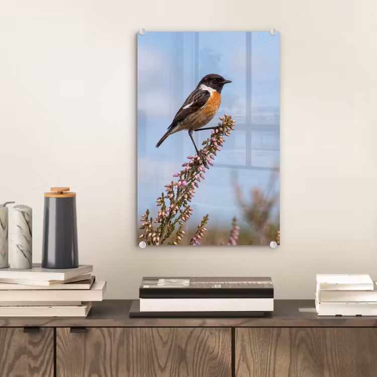 Glas schilderij - Roodborsttapuit - Heide - Paars - Natuur - Sfeervol — 2