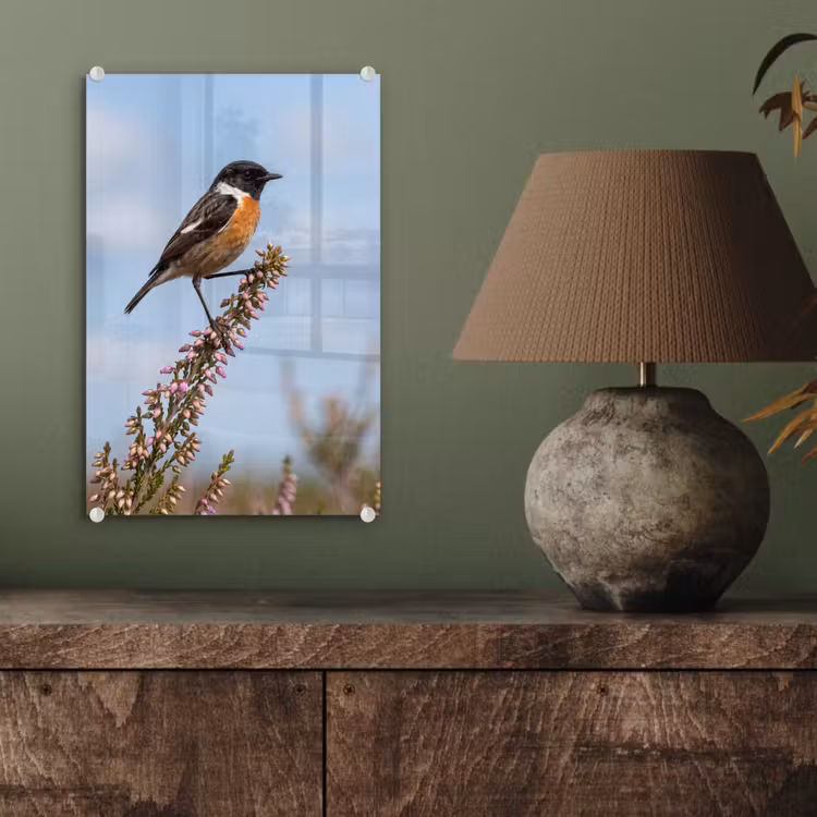 Glas schilderij - Roodborsttapuit - Heide - Paars - Natuur - Sfeervol — 4