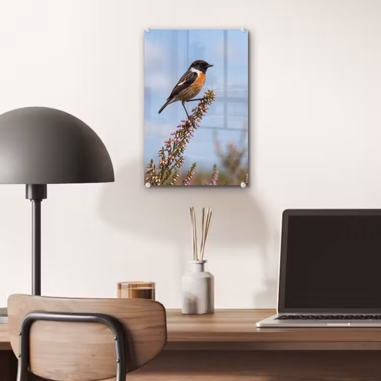 Glas schilderij - Roodborsttapuit - Heide - Paars - Natuur - Sfeervol — 7