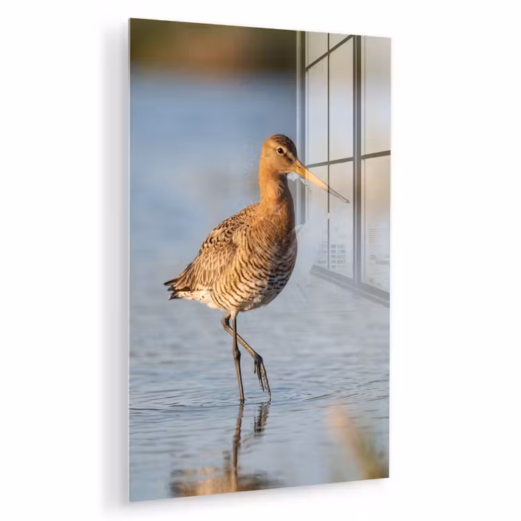 Glas schilderij - Vogel - Steltloper - Water - Natuur — 1