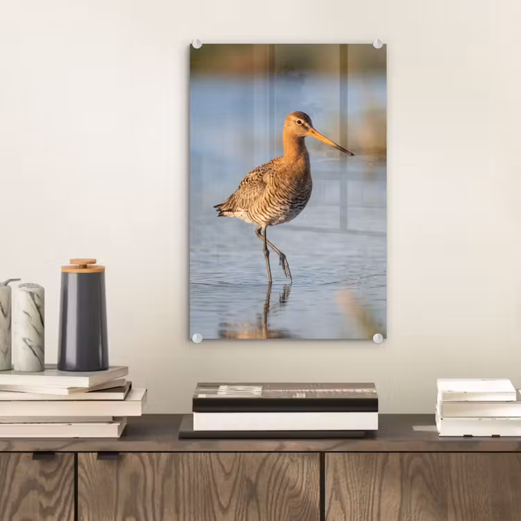 Glas schilderij - Vogel - Steltloper - Water - Natuur — 2