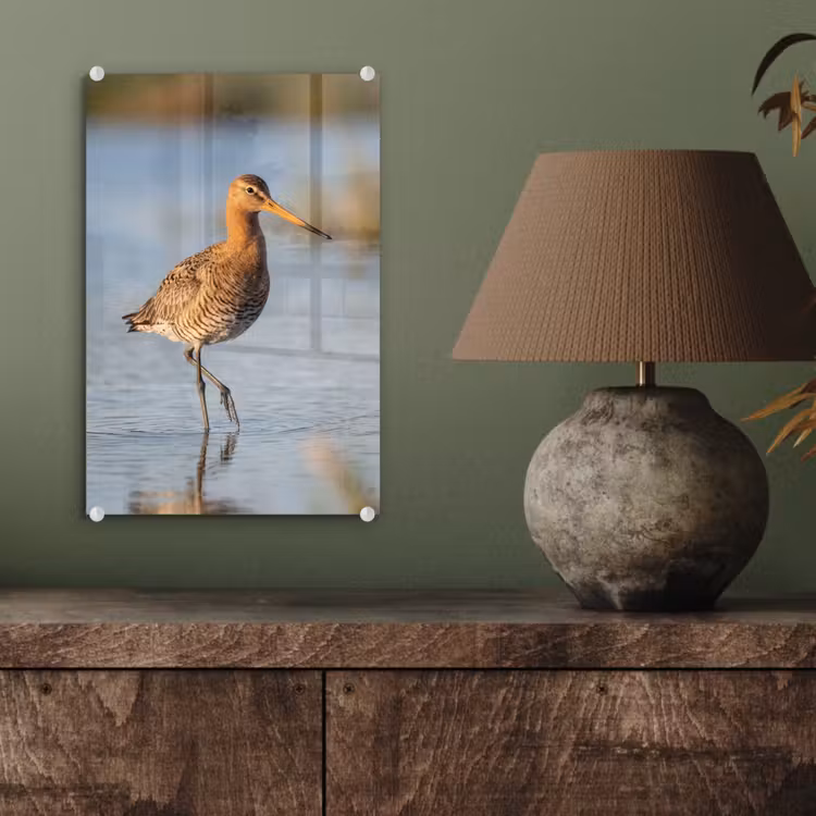 Glas schilderij - Vogel - Steltloper - Water - Natuur — 4