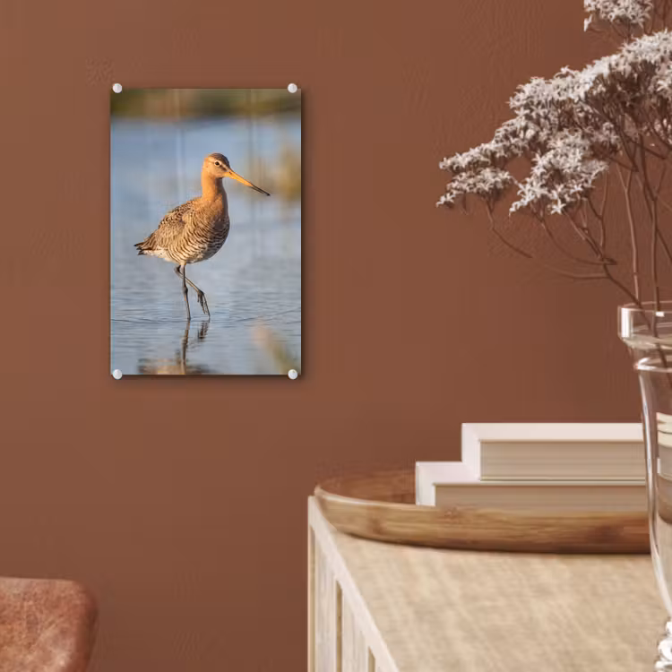Glas schilderij - Vogel - Steltloper - Water - Natuur — 6