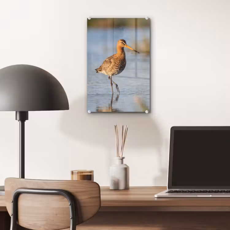 Glas schilderij - Vogel - Steltloper - Water - Natuur — 7