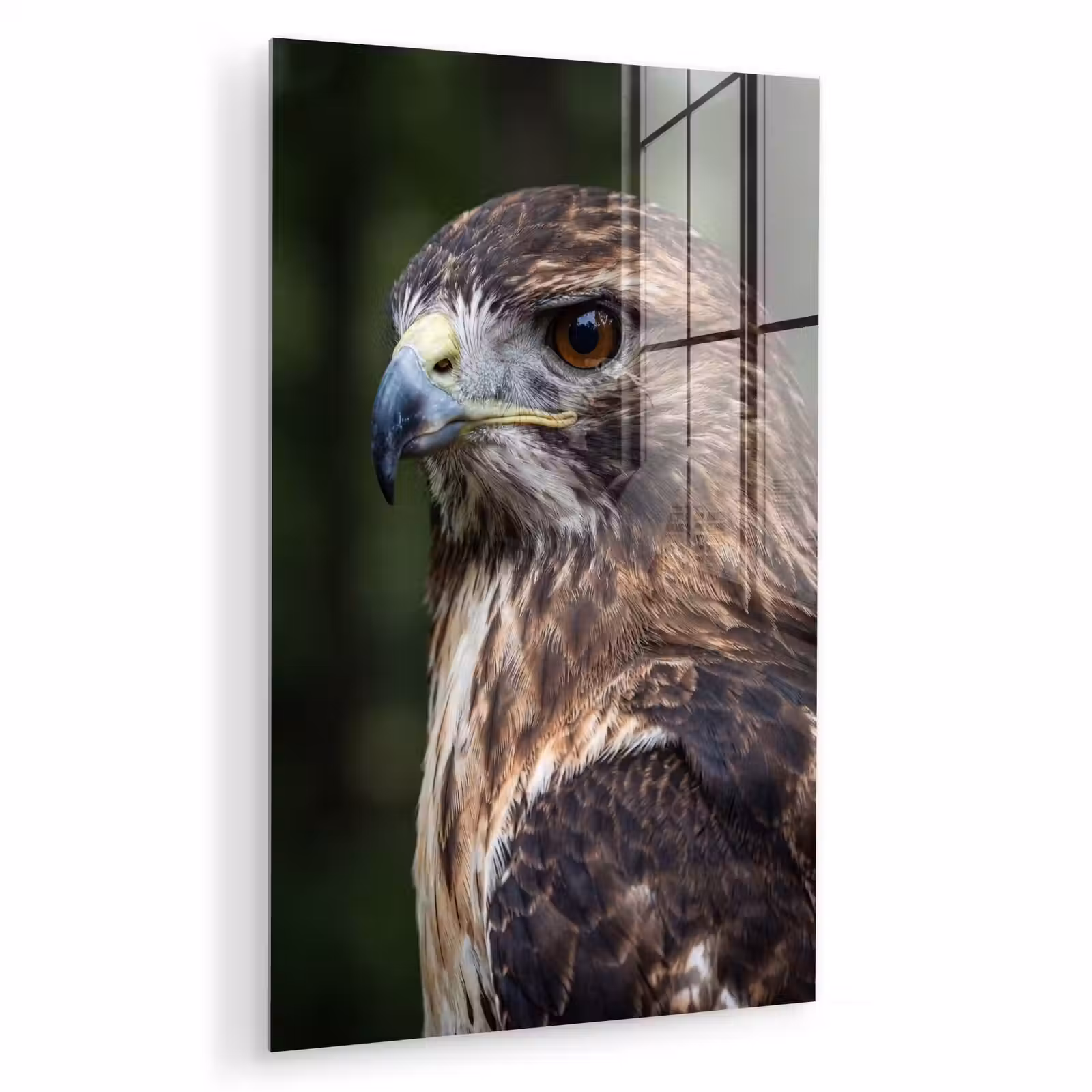 Glas schilderij - Buizerd - Roofvogel - Natuur - Bruin — 1