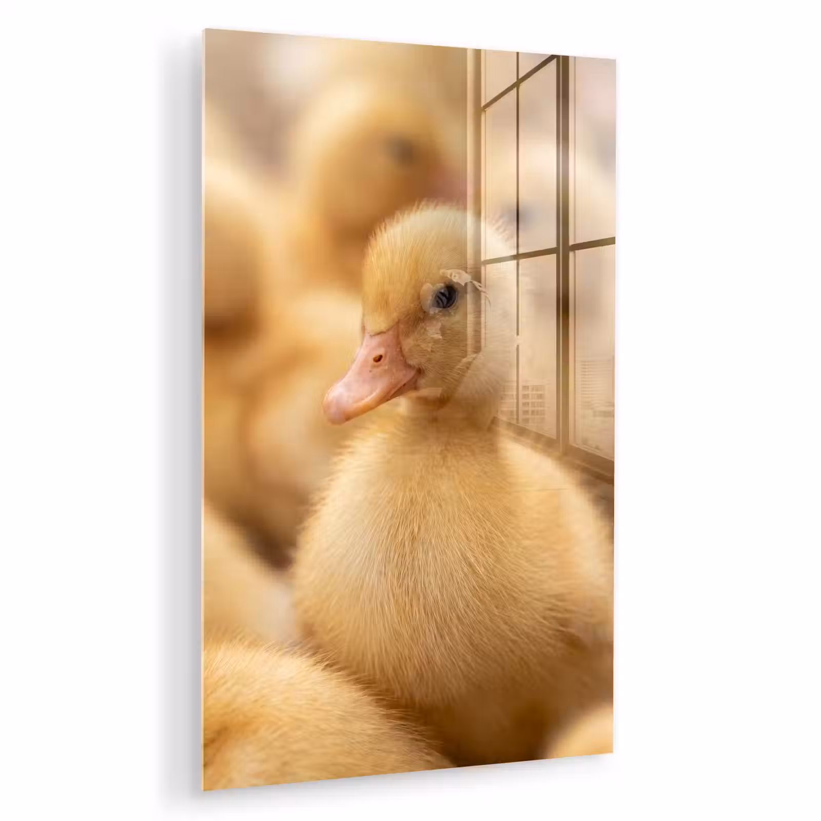 Glas schilderij - Pijltje - Eend - Natuur - Geel — 1