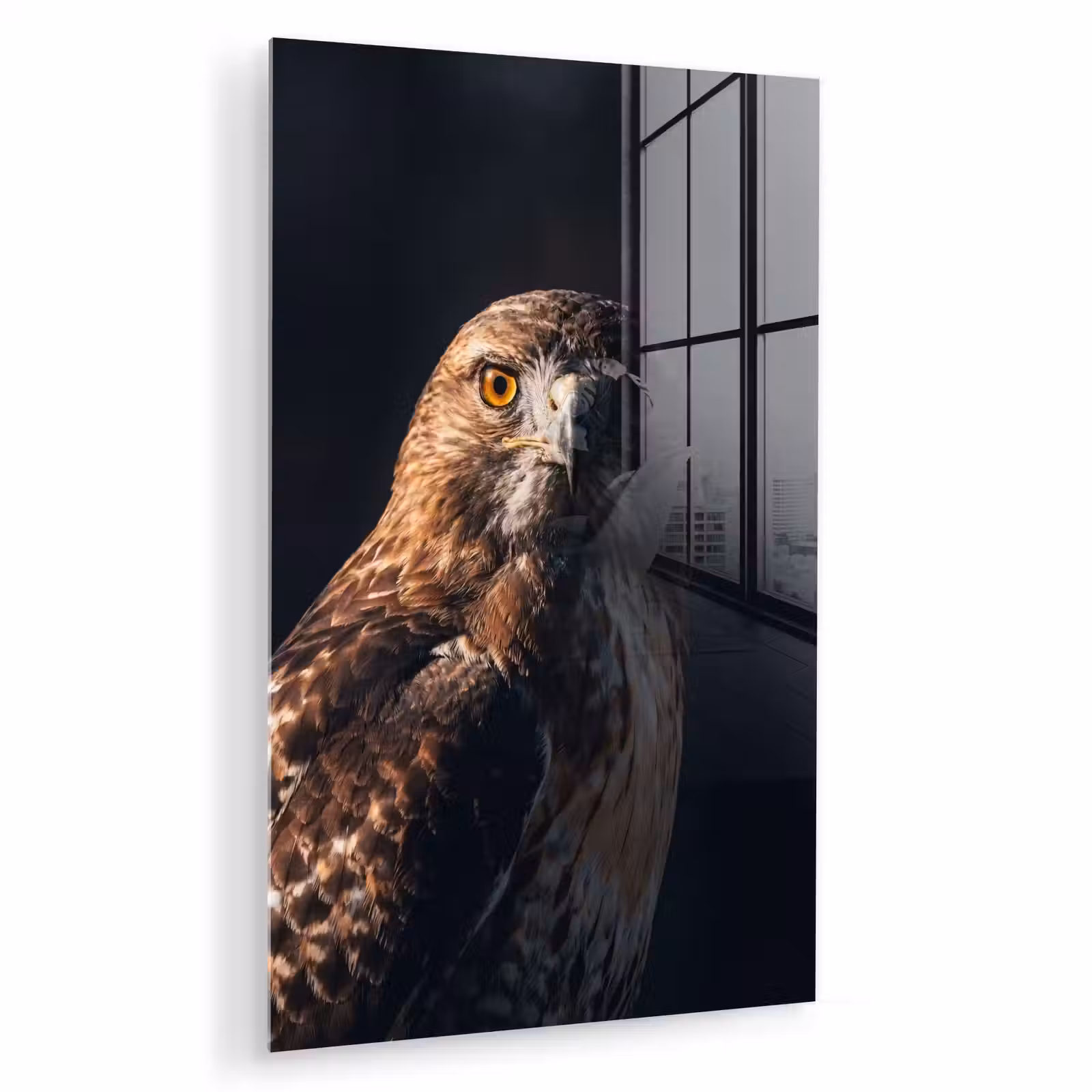 Glas schilderij - Roofvogel - Buizerd - Bruin — 1