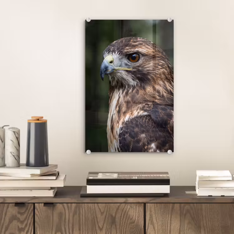 Glas schilderij - Buizerd - Roofvogel - Natuur - Bruin — 2