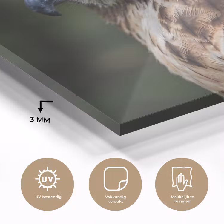 Glas schilderij - Buizerd - Roofvogel - Natuur - Bruin — 3