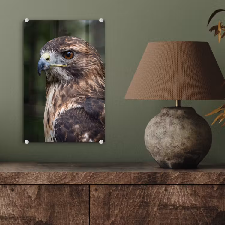 Glas schilderij - Buizerd - Roofvogel - Natuur - Bruin — 4