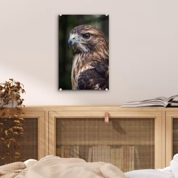 Glas schilderij - Buizerd - Roofvogel - Natuur - Bruin — 5