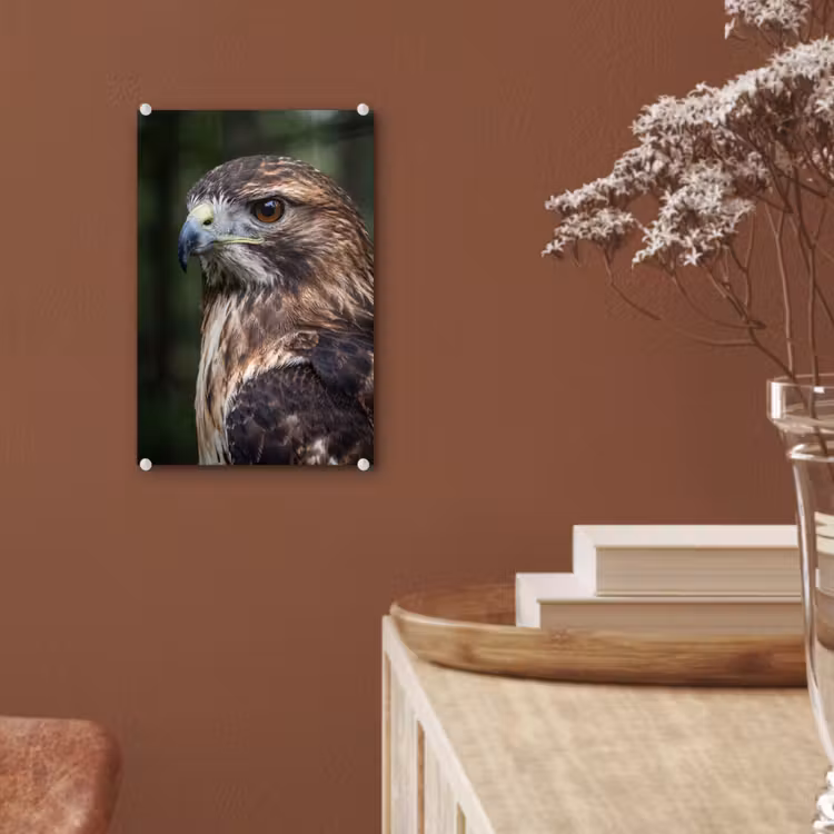 Glas schilderij - Buizerd - Roofvogel - Natuur - Bruin — 6
