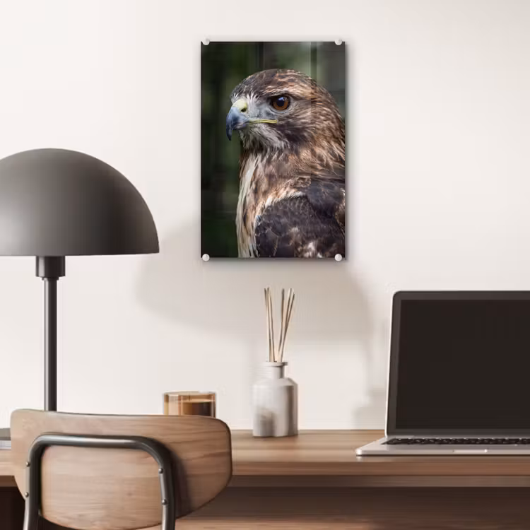 Glas schilderij - Buizerd - Roofvogel - Natuur - Bruin — 7