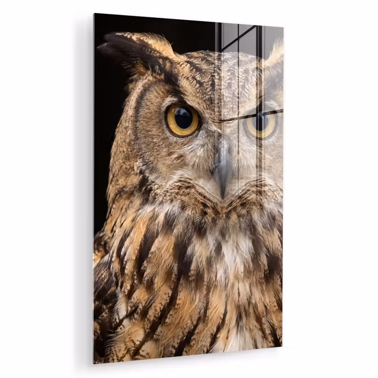 Glas schilderij - Oehoe - Uil - Portret - Bruin — 1