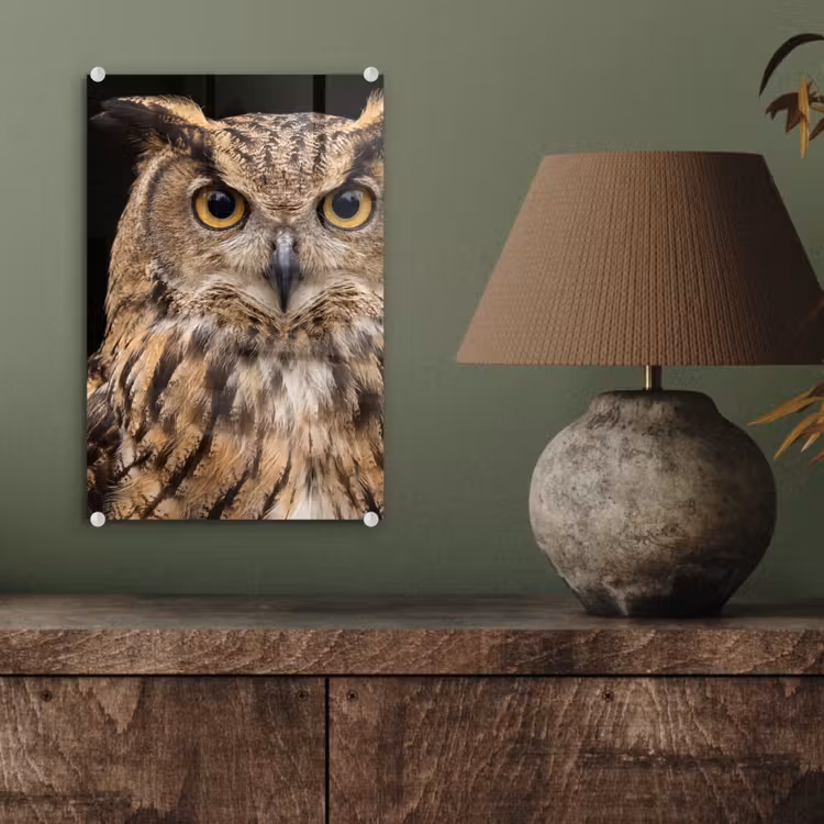 Glas schilderij - Oehoe - Uil - Portret - Bruin — 4