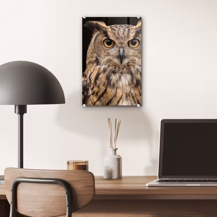 Glas schilderij - Oehoe - Uil - Portret - Bruin — 7