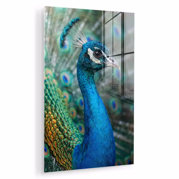 Glas schilderij - Pauw - Veren - Blauw — 1