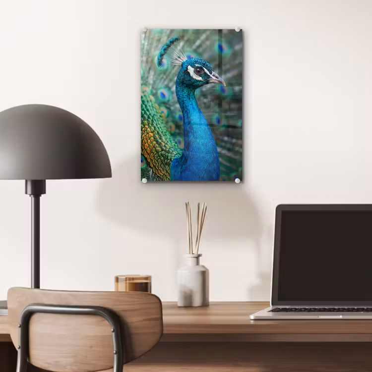 Glas schilderij - Pauw - Veren - Blauw — 7