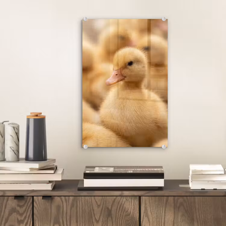 Glas schilderij - Pijltje - Eend - Natuur - Geel — 2