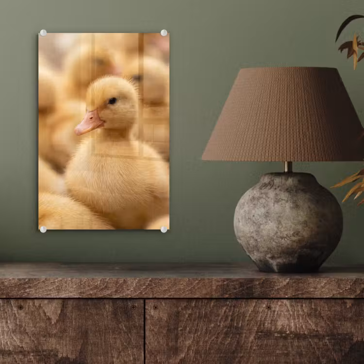 Glas schilderij - Pijltje - Eend - Natuur - Geel — 4