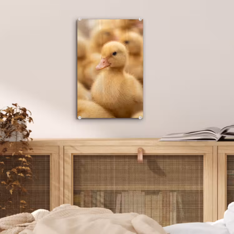Glas schilderij - Pijltje - Eend - Natuur - Geel — 5