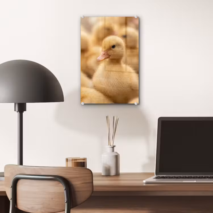 Glas schilderij - Pijltje - Eend - Natuur - Geel — 7