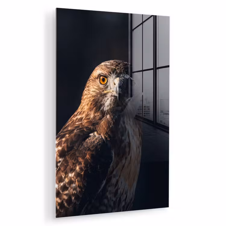 Glas schilderij - Roofvogel - Buizerd - Bruin — 1