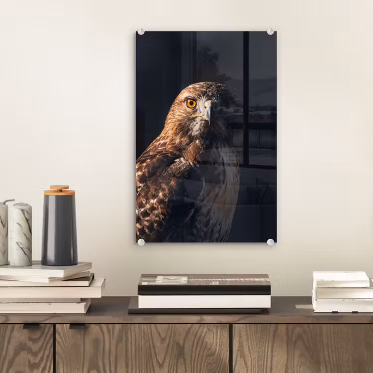 Glas schilderij - Roofvogel - Buizerd - Bruin — 2
