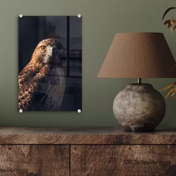 Glas schilderij - Roofvogel - Buizerd - Bruin — 4