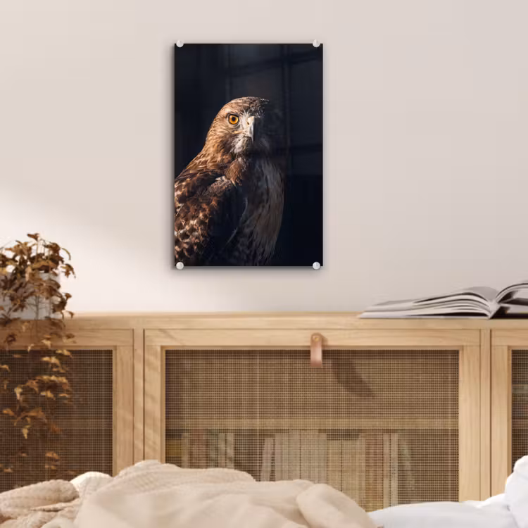 Glas schilderij - Roofvogel - Buizerd - Bruin — 5
