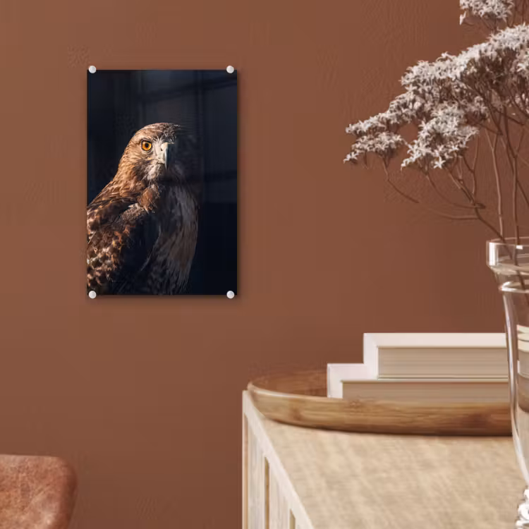 Glas schilderij - Roofvogel - Buizerd - Bruin — 6