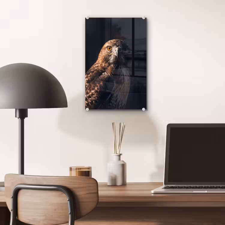 Glas schilderij - Roofvogel - Buizerd - Bruin — 7
