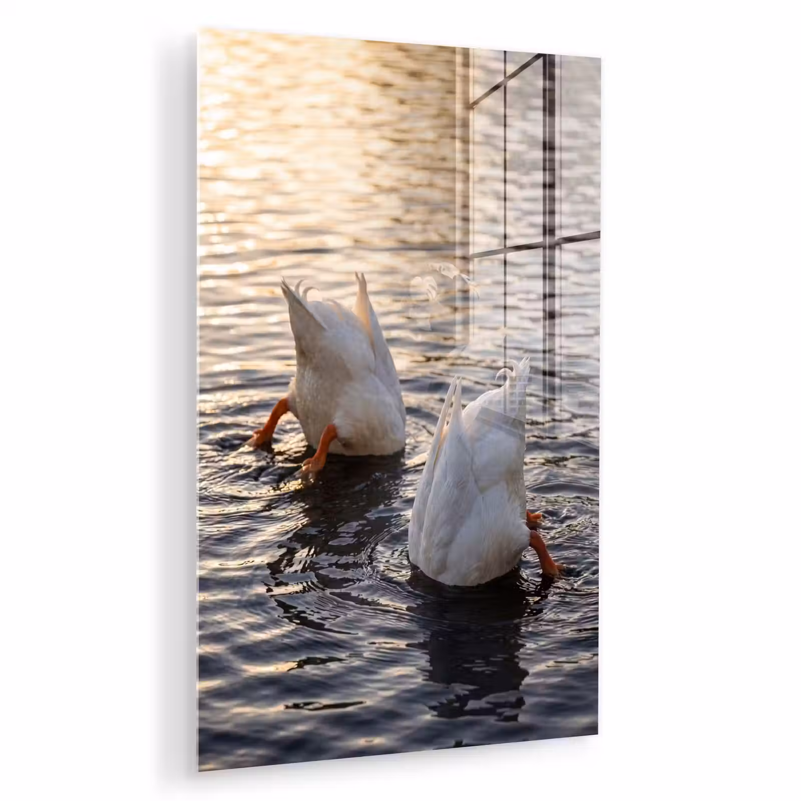 Glas schilderij - Eenden - Water - Natuur — 1