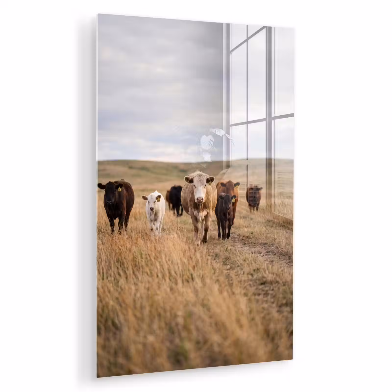 Glas schilderij - Runderen - Kudde - Landschap - Weide - Rustig — 1