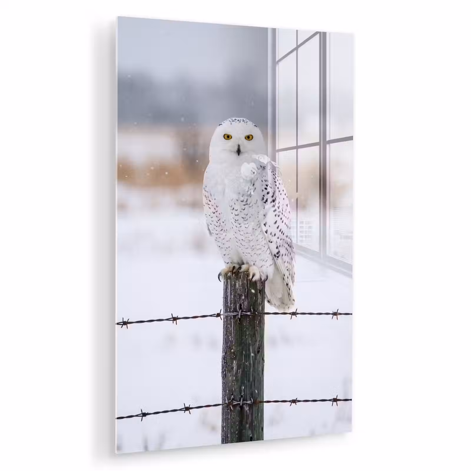 Glas schilderij - Sneeuwuil - Hek - Sneeuw - Wit — 1