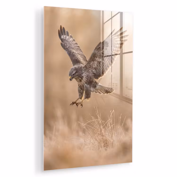 Glas schilderij - Buizerd - Roofvogel - Natuur - Bruin — 1