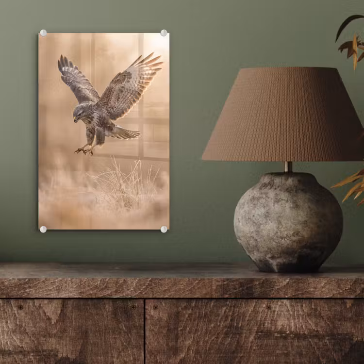Glas schilderij - Buizerd - Roofvogel - Natuur - Bruin — 4